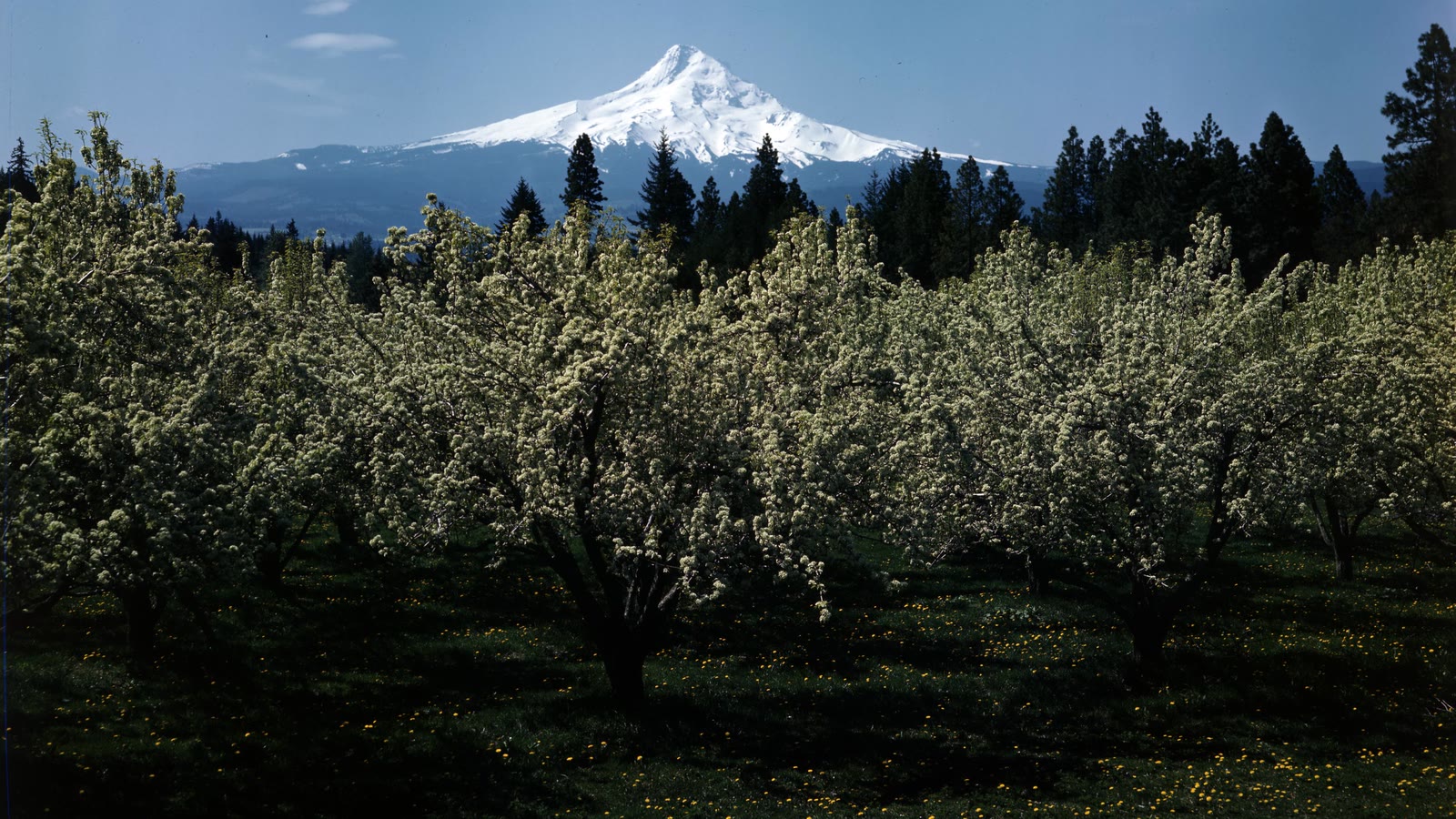 An orchard below Mount Hood in the Hood River Valley, Oregon