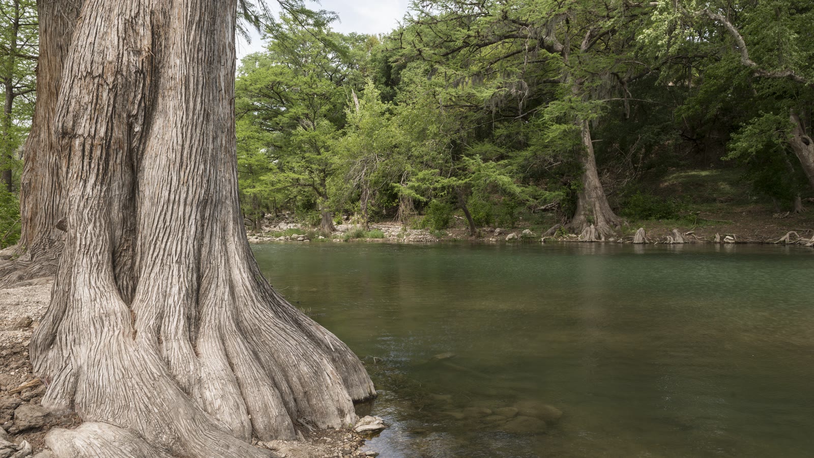 The spring-fed Comal River lined with cypress in New Braunfels, Texas